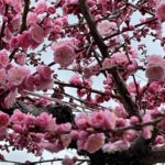 平岡の梅林と恵庭市の桜